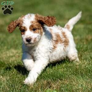 Larry, Mini Goldendoodle Puppy