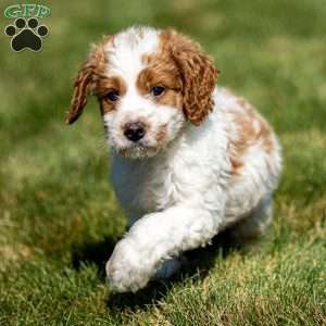 Larry, Mini Goldendoodle Puppy