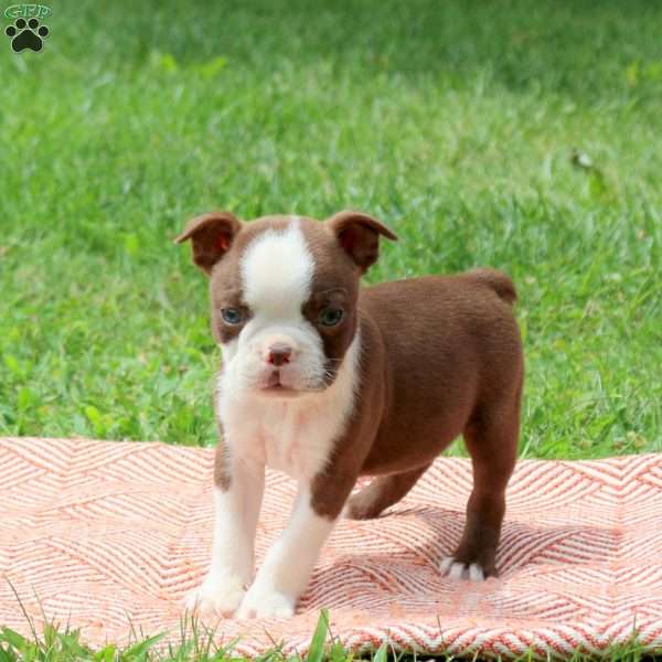 Larry, Boston Terrier Puppy
