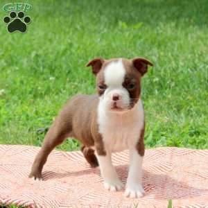 Larry, Boston Terrier Puppy