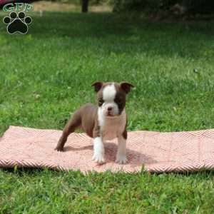 Larry, Boston Terrier Puppy