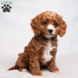 Lassie, Cavapoo Puppy
