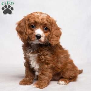 Lassie, Cavapoo Puppy