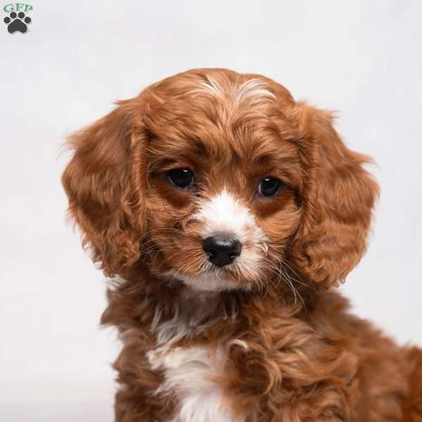 Lassie, Cavapoo Puppy