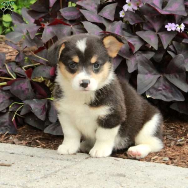 Lassie, Pembroke Welsh Corgi Puppy