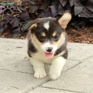 Lassie, Pembroke Welsh Corgi Puppy