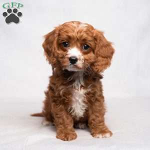 Lassie, Cavapoo Puppy