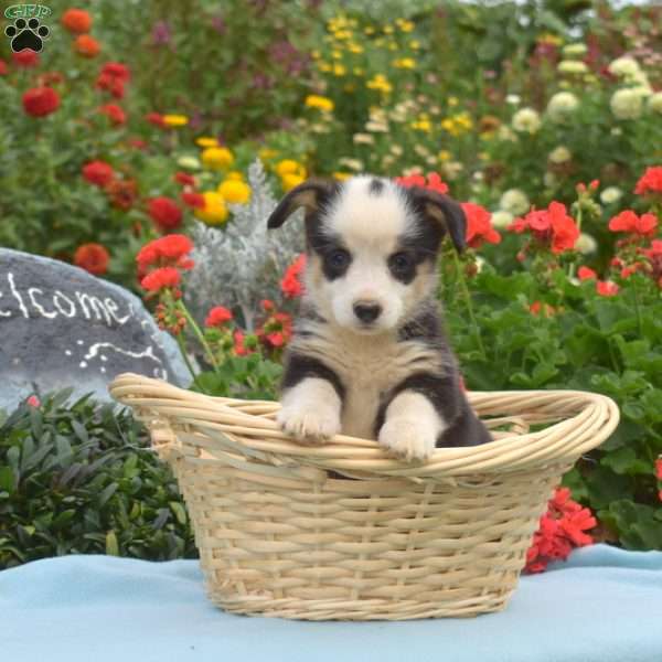 Latte, Pembroke Welsh Corgi Puppy