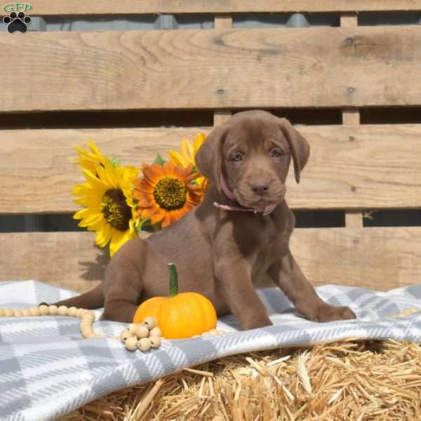 Latte, Boxador Puppy