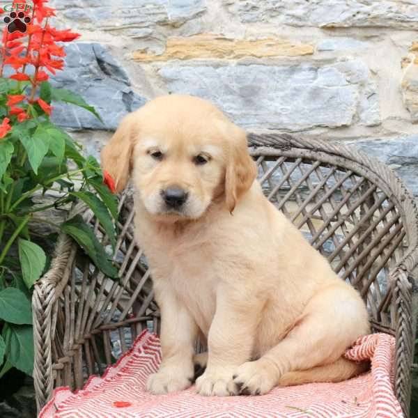 Latte, Golden Retriever Puppy