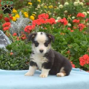Latte, Pembroke Welsh Corgi Puppy
