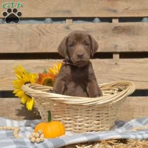 Latte, Boxador Puppy
