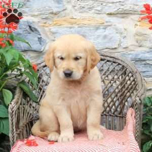 Latte, Golden Retriever Puppy