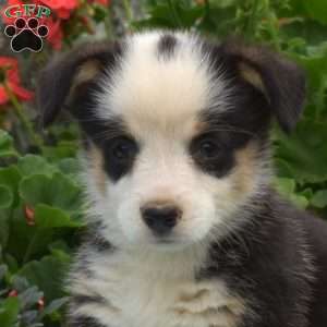 Latte, Pembroke Welsh Corgi Puppy