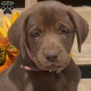Latte, Boxador Puppy
