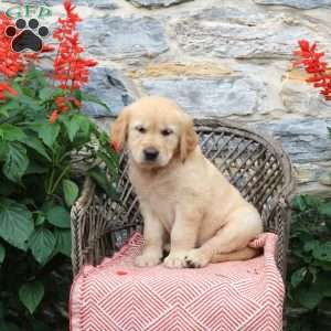 Latte, Golden Retriever Puppy