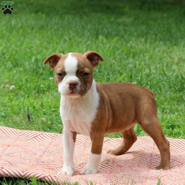 Laura, Boston Terrier Puppy