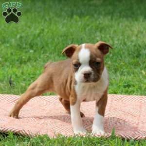 Laura, Boston Terrier Puppy
