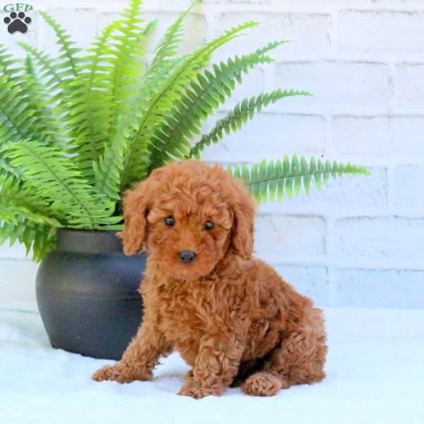 Lavender, Mini Goldendoodle Puppy