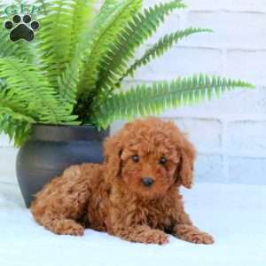 Lavender, Mini Goldendoodle Puppy