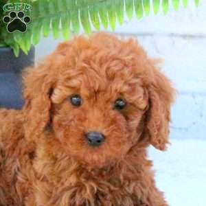 Lavender, Mini Goldendoodle Puppy