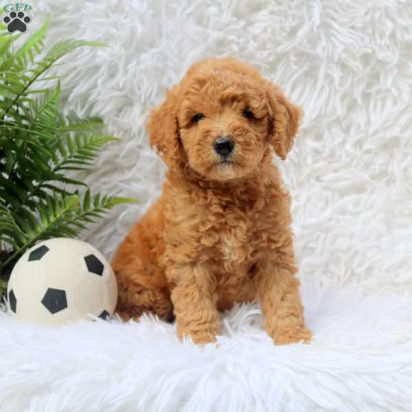 Leah, Mini Goldendoodle Puppy