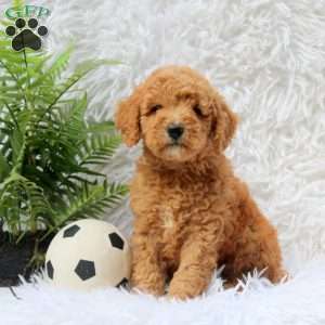 Leah, Mini Goldendoodle Puppy