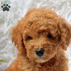 Leah, Mini Goldendoodle Puppy