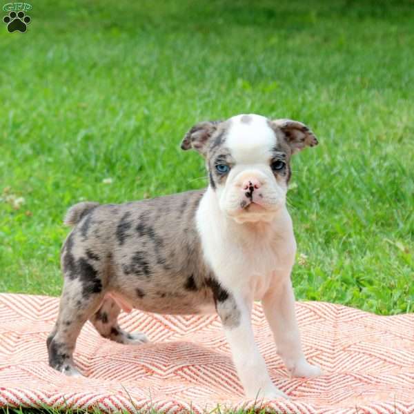 Leeland, Boston Terrier Puppy