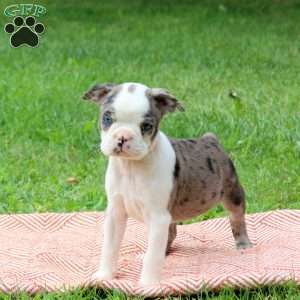 Leeland, Boston Terrier Puppy