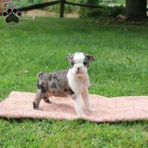 Leeland, Boston Terrier Puppy
