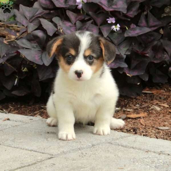 Lemon, Pembroke Welsh Corgi Puppy