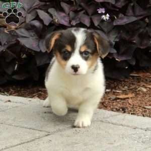 Lemon, Pembroke Welsh Corgi Puppy