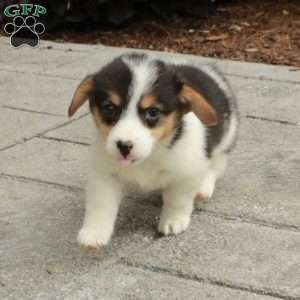 Lemon, Pembroke Welsh Corgi Puppy