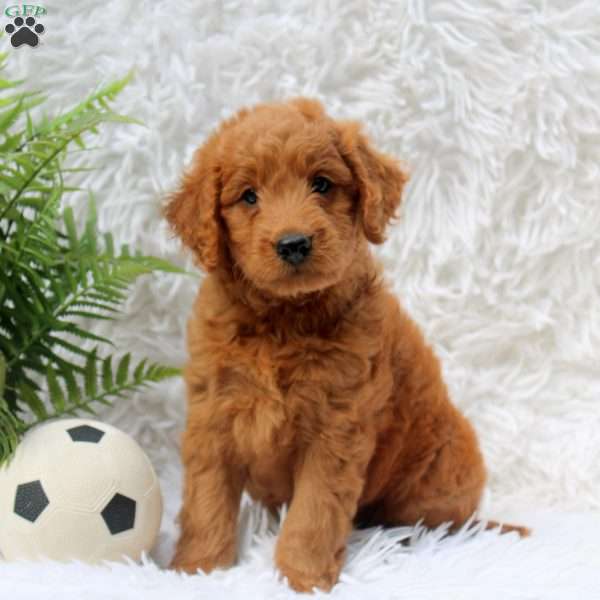 Lennox, Mini Goldendoodle Puppy