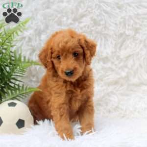 Lennox, Mini Goldendoodle Puppy
