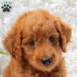 Lennox, Mini Goldendoodle Puppy