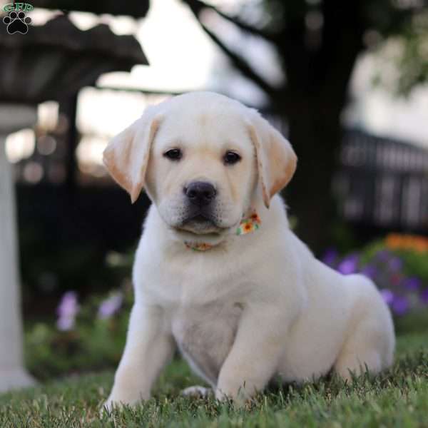 Lenny, Yellow Labrador Retriever Puppy
