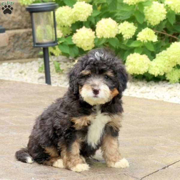 Lenny, Mini Bernedoodle Puppy