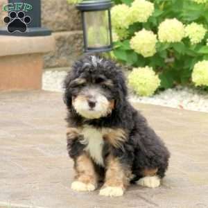 Lenny, Mini Bernedoodle Puppy