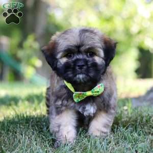 Leo, Lhasa Apso Puppy