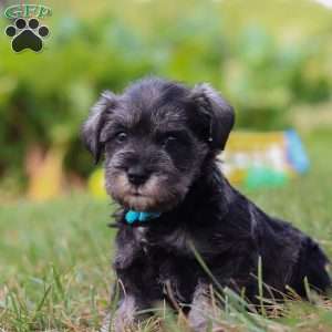 Leo, Miniature Schnauzer Puppy