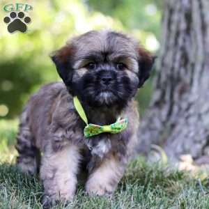 Leo, Lhasa Apso Puppy