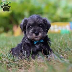Leo, Miniature Schnauzer Puppy