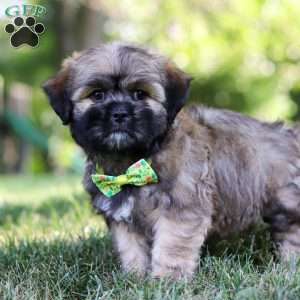 Leo, Lhasa Apso Puppy