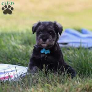 Leo, Miniature Schnauzer Puppy