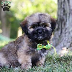 Leo, Lhasa Apso Puppy