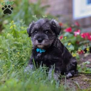Leo, Miniature Schnauzer Puppy