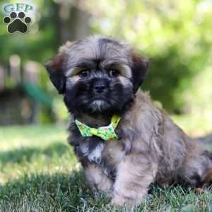Leo, Lhasa Apso Puppy