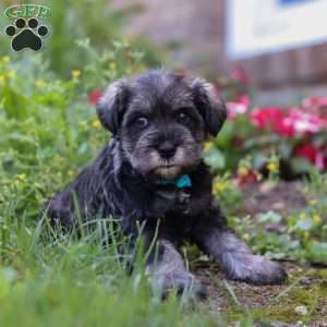 Leo, Miniature Schnauzer Puppy